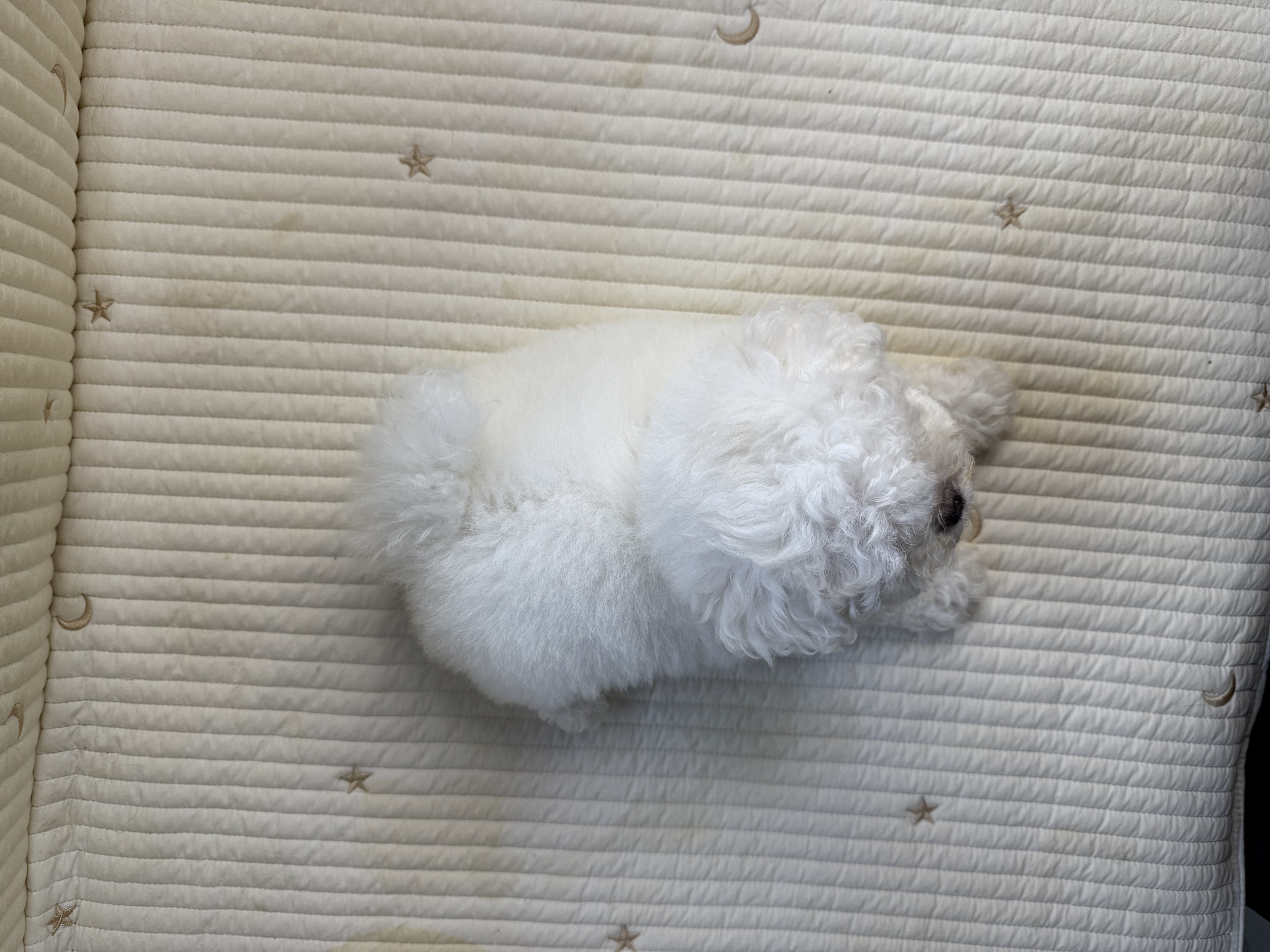 精品韩系 球体 小比熊  鼻子短 嘴巴宽 毛量厚